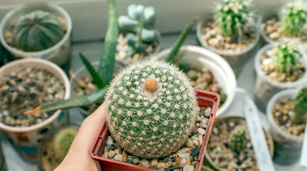 Un cactus redondo y espinoso, como una bola de algodón, rodeado de otras **fichas plantas infantil** en macetas.