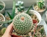 Un cactus redondo y espinoso, como una bola de algodón, rodeado de otras **fichas plantas infantil** en macetas.