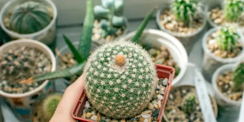 Un cactus redondo y espinoso, como una bola de algodón, rodeado de otras **fichas plantas infantil** en macetas.