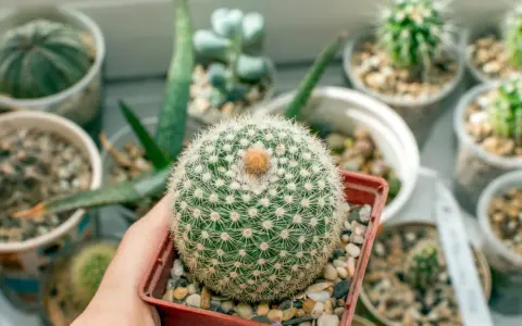 Un cactus redondo y espinoso, como una bola de algodón, rodeado de otras **fichas plantas infantil** en macetas.