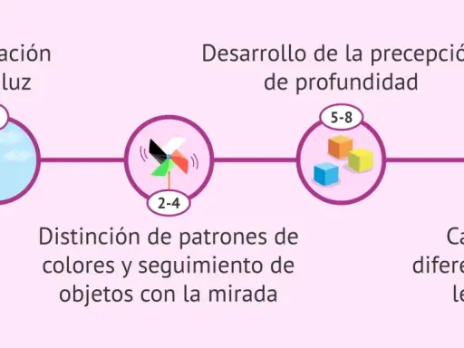 Desarrollo visual del bebé: 1 mes (adaptación a la luz), 2-4 meses (distinción de colores), 5-8 meses (percepción de profundidad), 9-12 meses (diferenciación lejos/cerca).