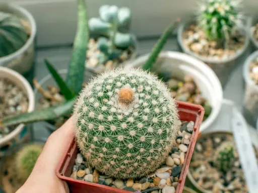 Un cactus redondo y espinoso, como una bola de algodón, rodeado de otras **fichas plantas infantil** en macetas.