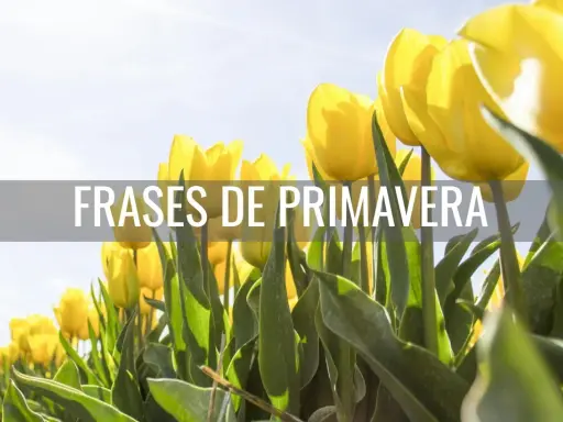Un campo de tulipanes amarillos bajo un cielo azul, con el texto "Frases de primavera para niños" superpuesto.