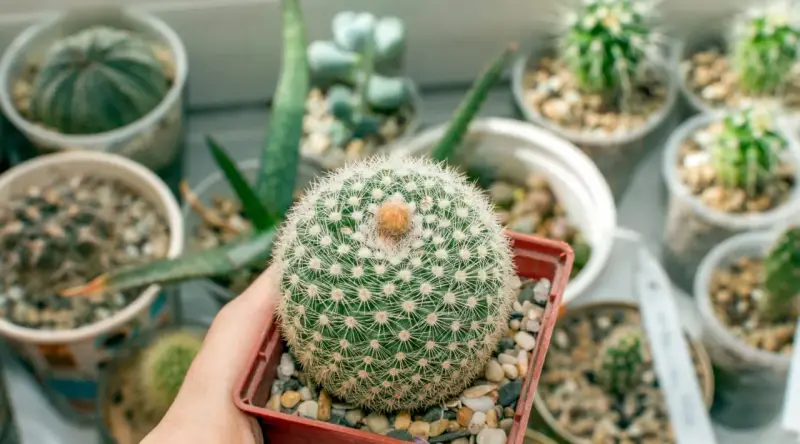 Un cactus redondo y espinoso, como una bola de algodón, rodeado de otras **fichas plantas infantil** en macetas.